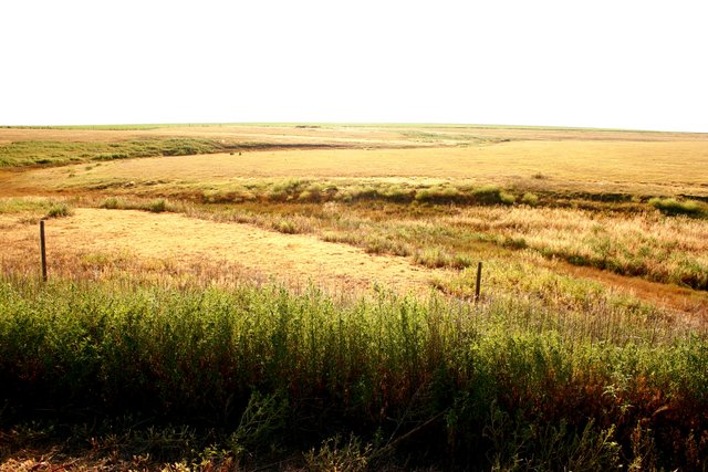 Golden pastures