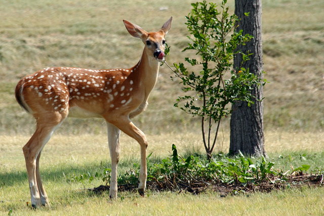 Fawn