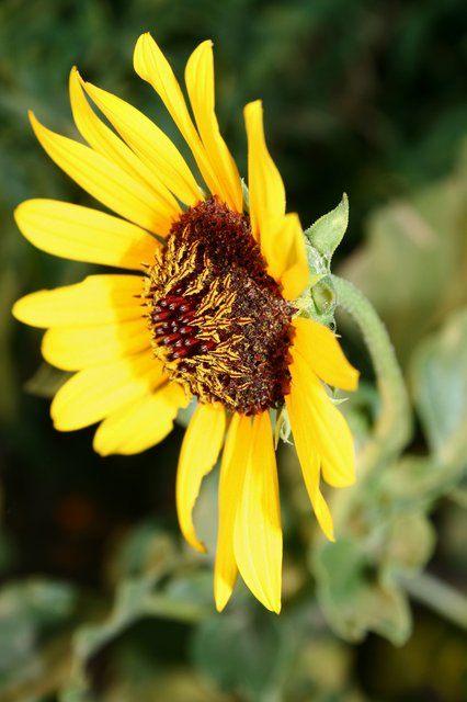 Wild Sunflower