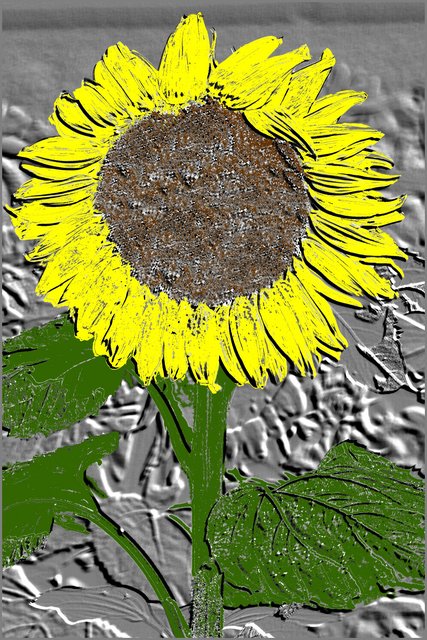 Sunflower 2