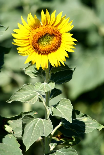 Sunflower