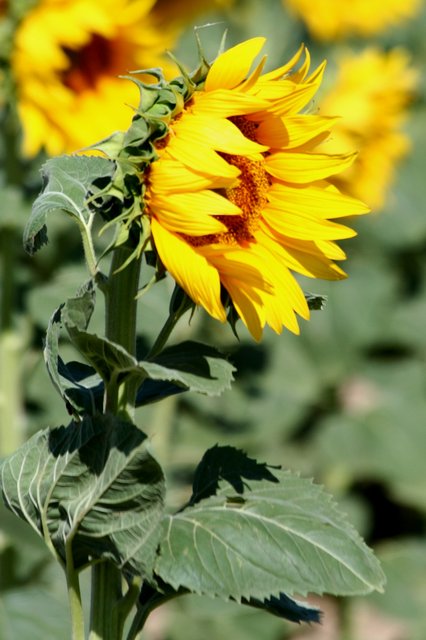 Side Sunflower