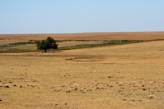 Lone tree