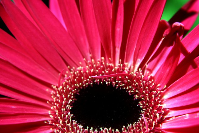 Pink Petals