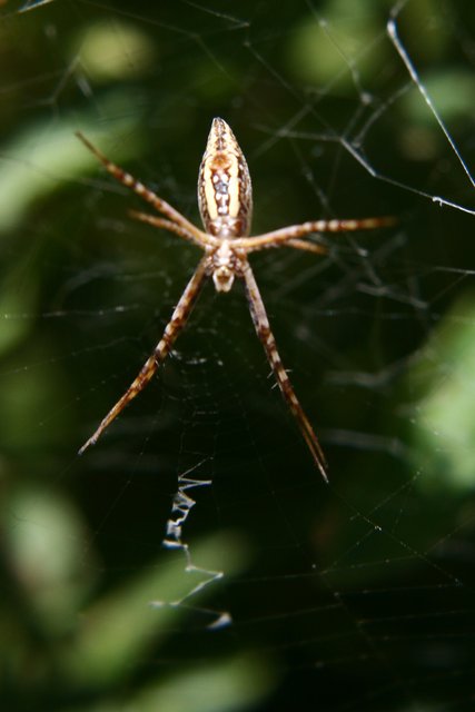 Spider in Web