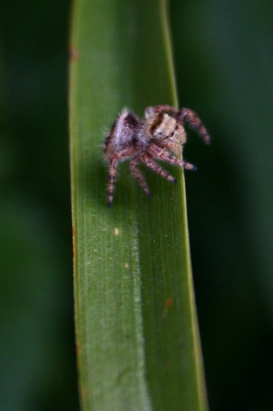 Tiny spider
