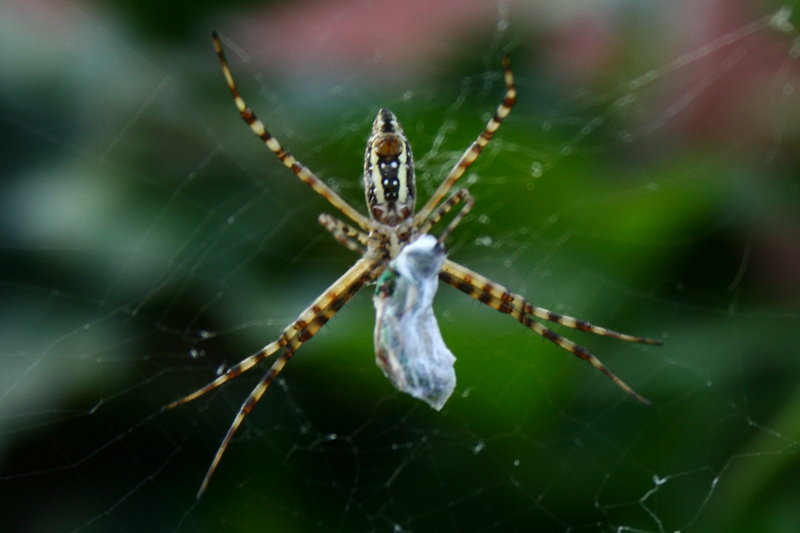 Beady Eyes