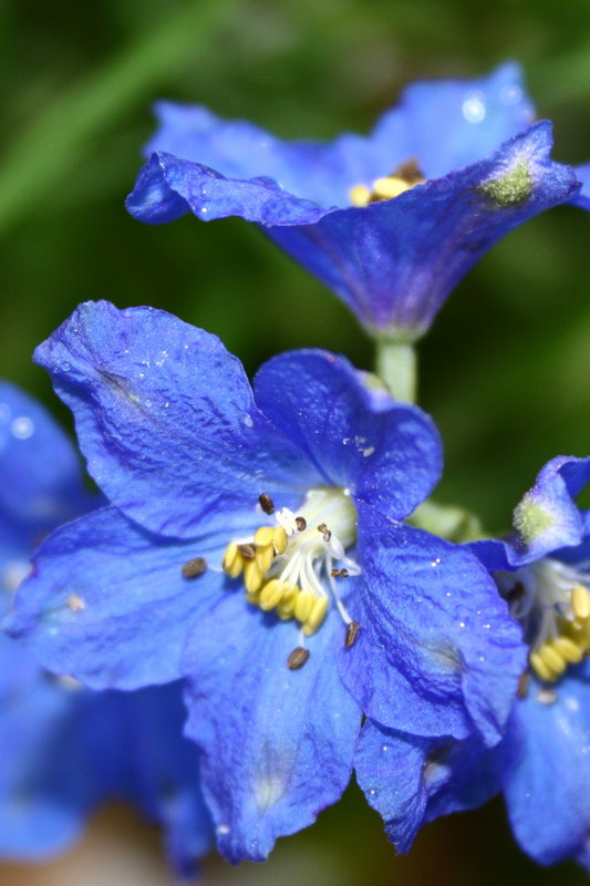 delphinium