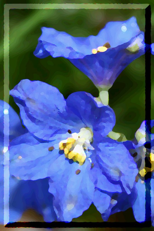 painted delphinium
