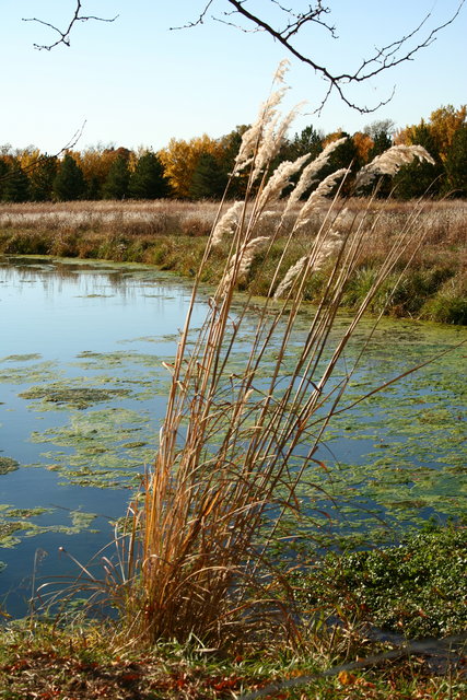 Full size Fall Pond