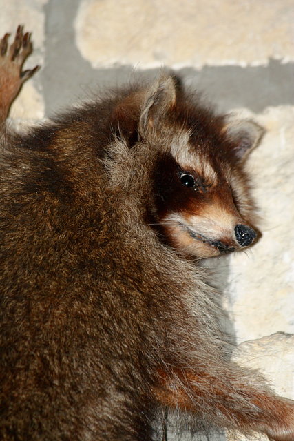 Raccoon