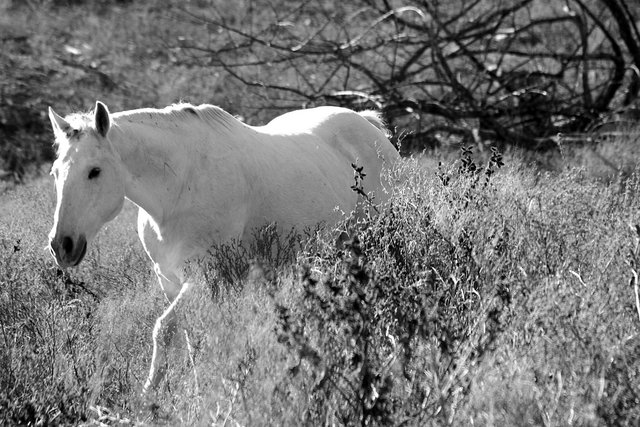 White Beauty