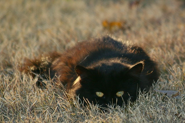 Ready To Pounce