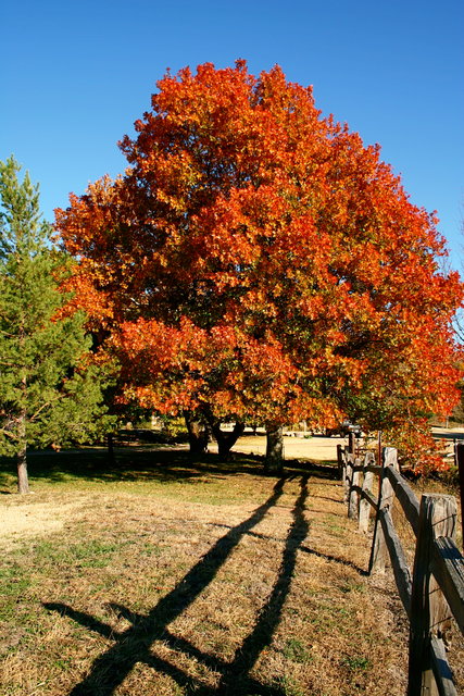 Orange and Red Tree