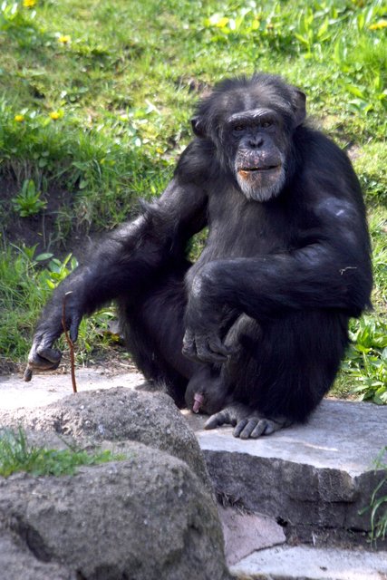 Chimpanzee
