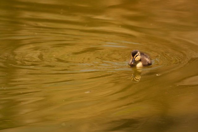 Bably Duck