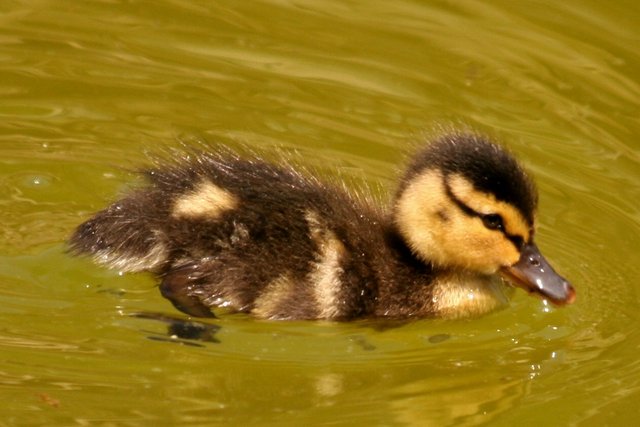 Duckling