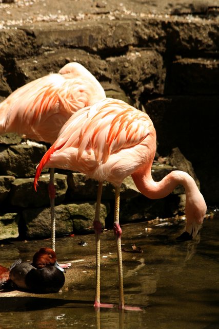 Standing Flamingo