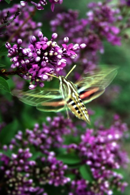 Soft Wings