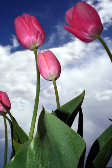 Pink Tulips