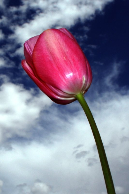 Pink Tulip