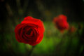 Rose x 2