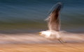 Bird in flight with beak open as if in silent scream