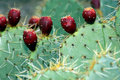 cactus-13-for-web.jpg