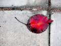 sidewalk-leaf-1-copy-for-we.jpg