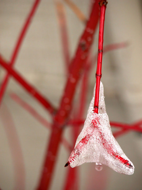 ice-branch-2-for-web.jpg