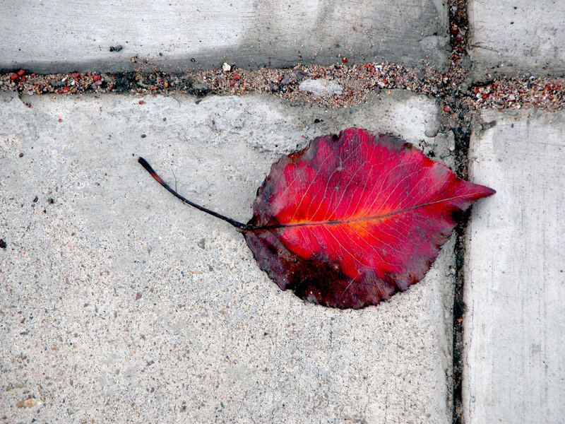 sidewalk-leaf-1-copy-for-we.jpg