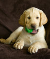 ranger_portrait_2679.jpg
