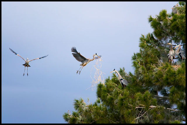 wildlife_III_full.jpg
