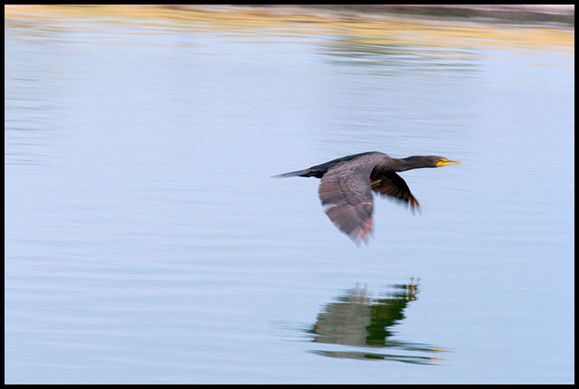 wildlife_III_alt2.jpg