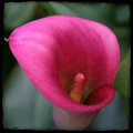 Think Pink