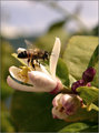 The Lemony Bee