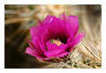 Blooming In Pink