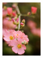 Buds and Blooms