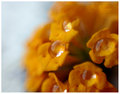 Makro Eine Blume