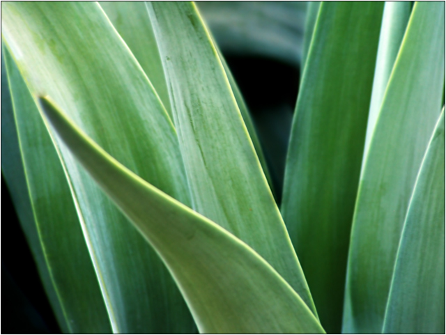 Lines and Curves in Aloe