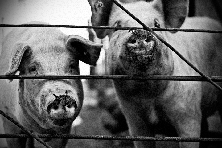 HEY... Who are you calling a pig?!