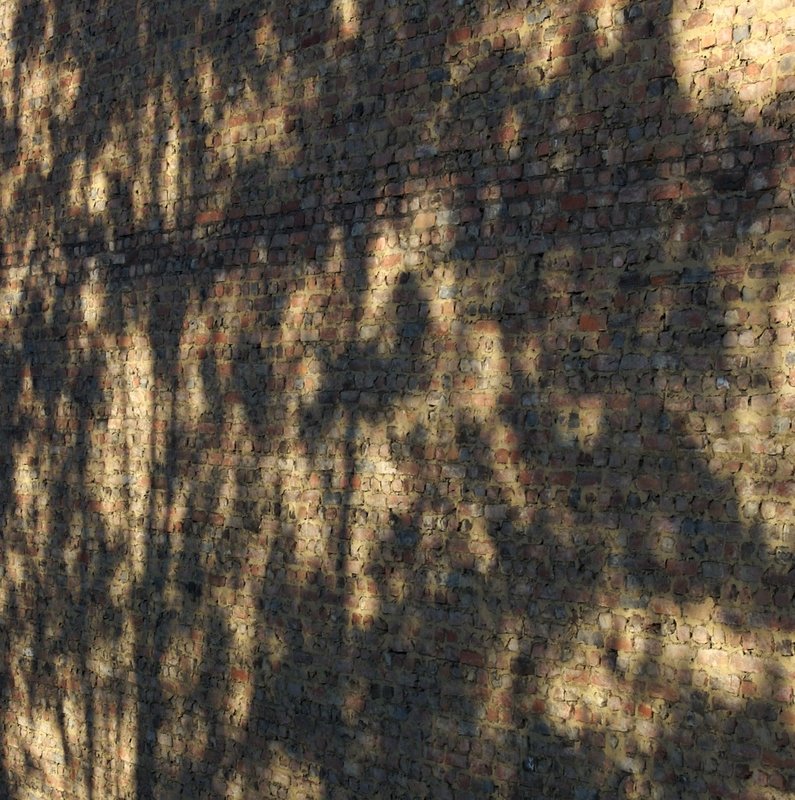 Day 7 - Shades of a tree