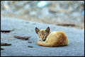 The cat on the hill