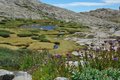 10,700' Wildflowers, Sequoia National Park