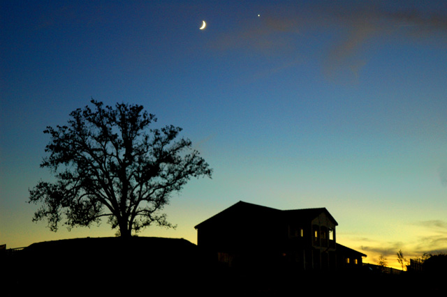 Moon over oak