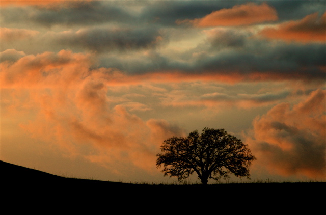 Lone Oak