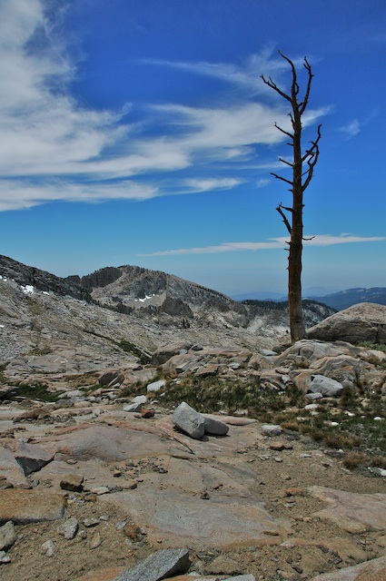 Last Tree at 10,800', Sequoia National Park