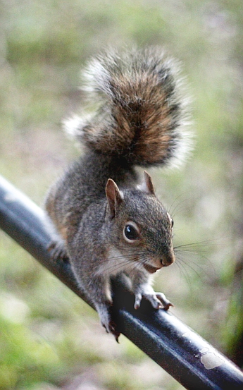 squirrel.jpg