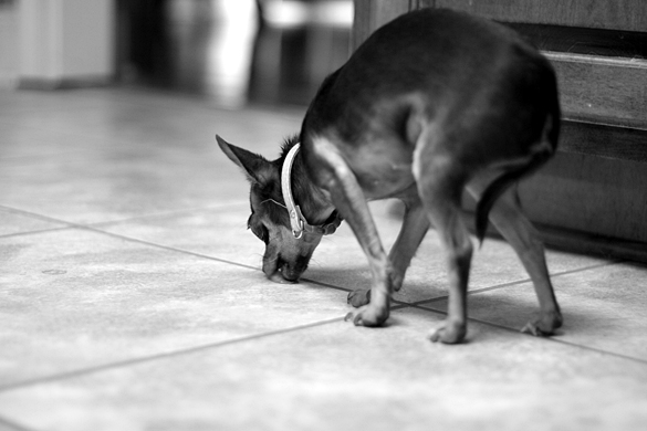 A Dog