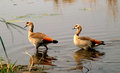 Egyptian Geese